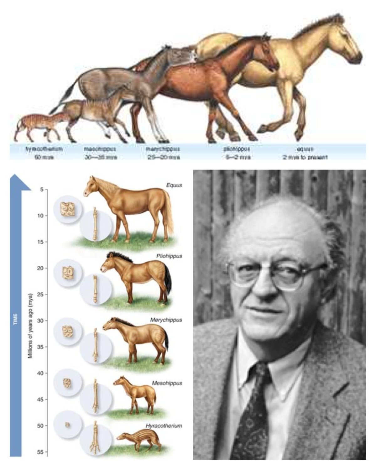 Предки лошадей