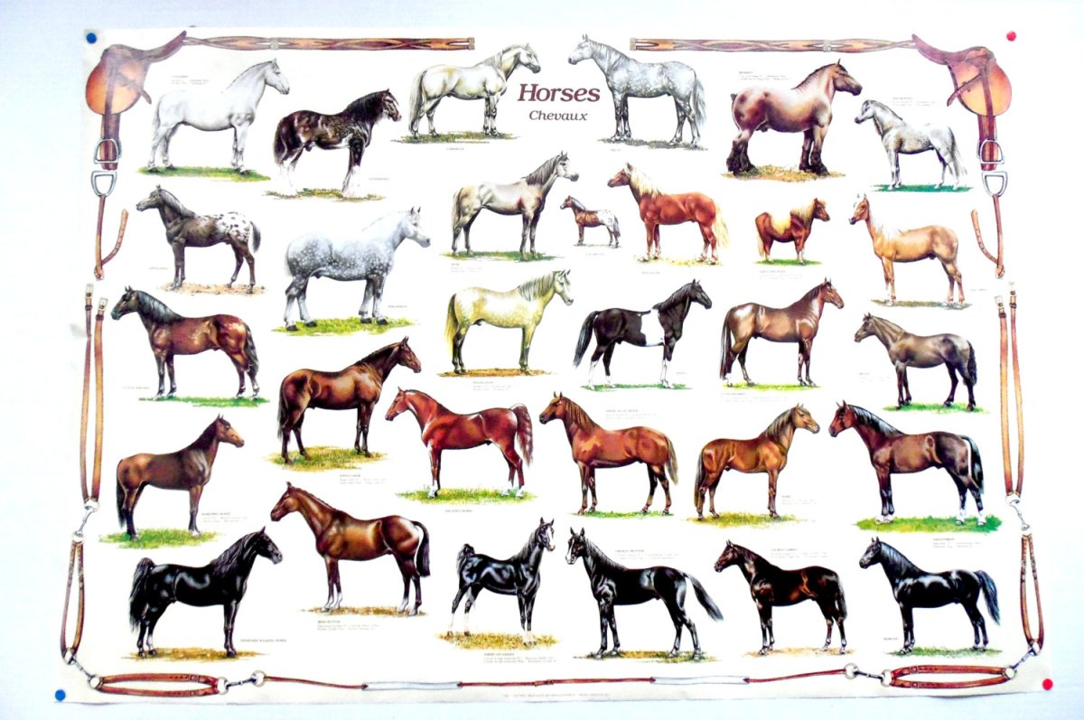 Скелет лошади в музее