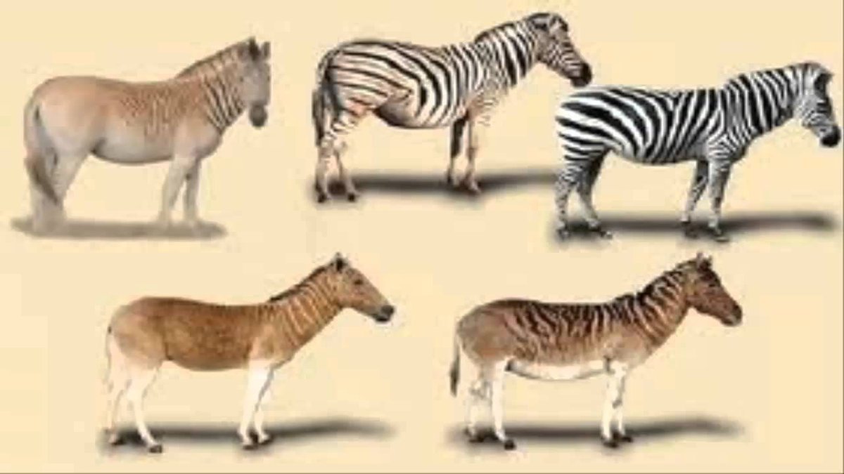 Окрасы диких лошадей