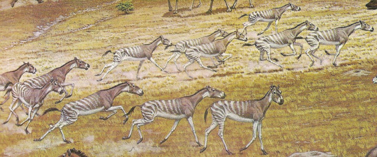 Эволюция лошади фото