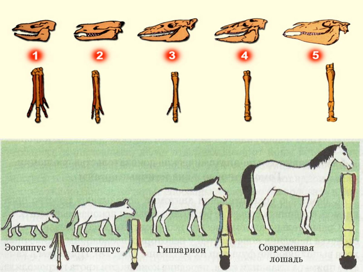 Этапы эволюции лошади