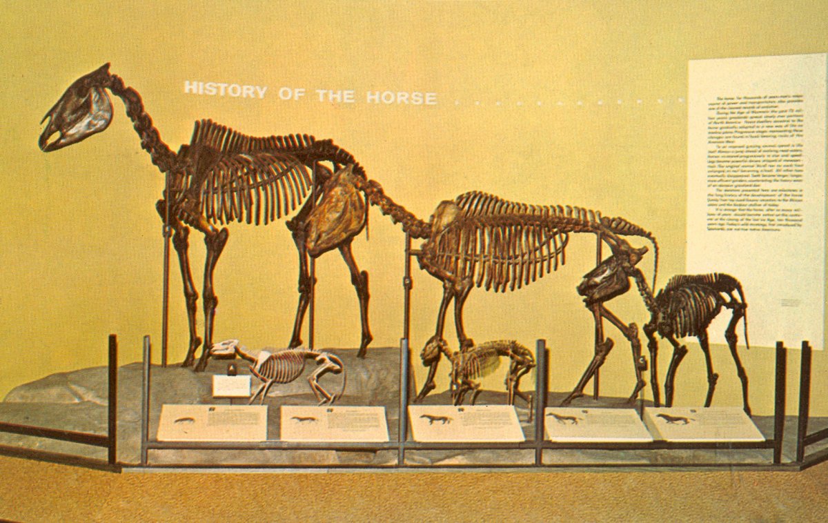 Референс лошадь галоп спереди