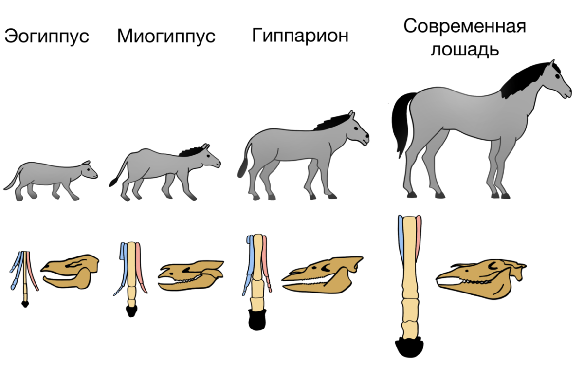 Филогенетический ряд лошади Ковалевский