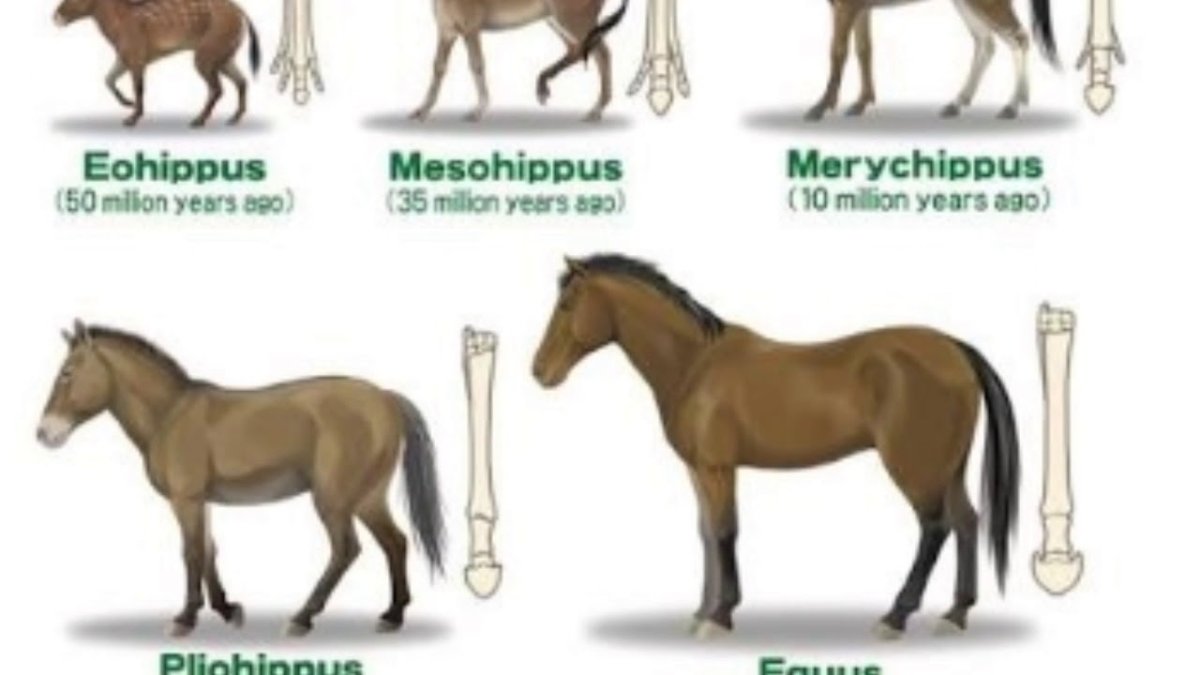 Предки современной лошади