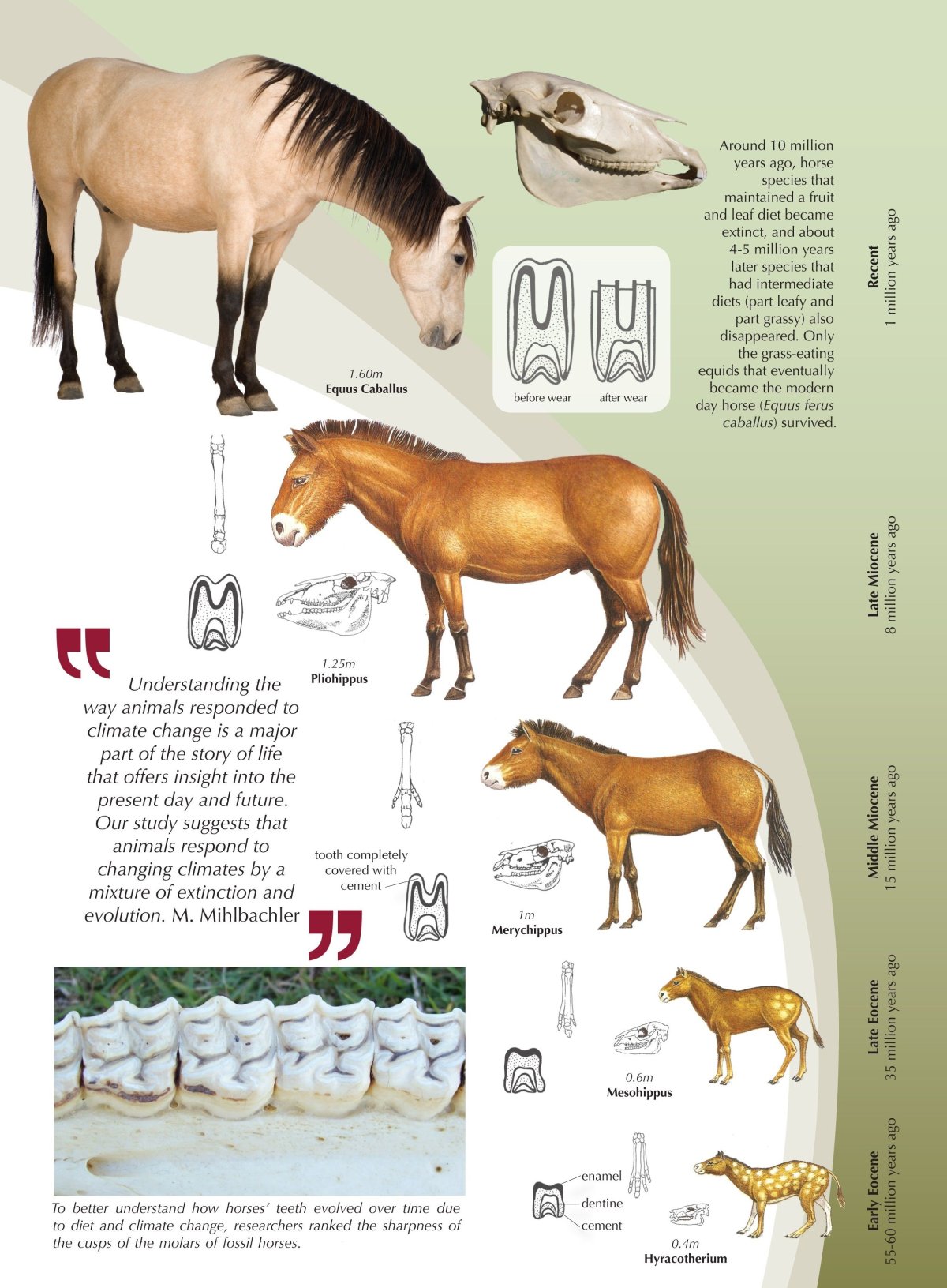 Эволюция конечности лошади