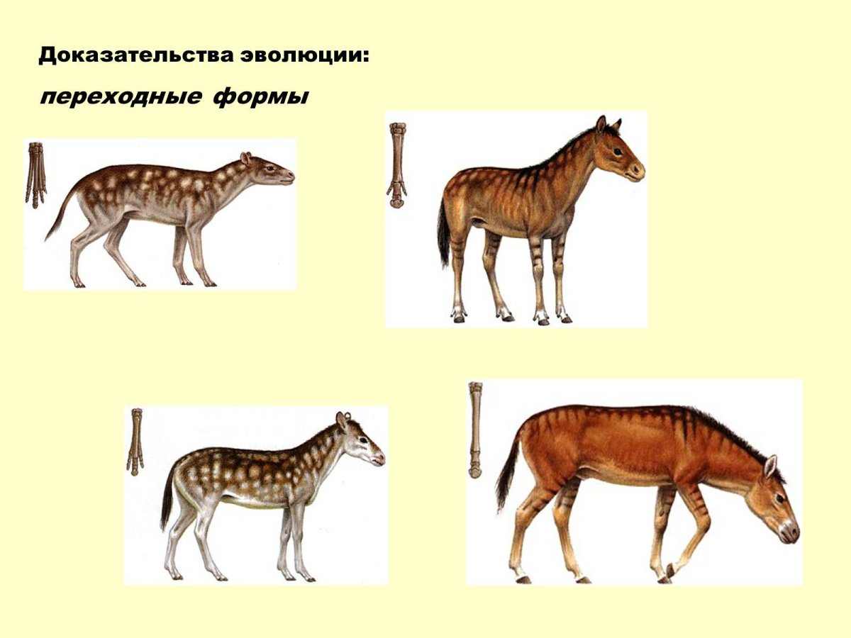 Ряд эволюции лошади