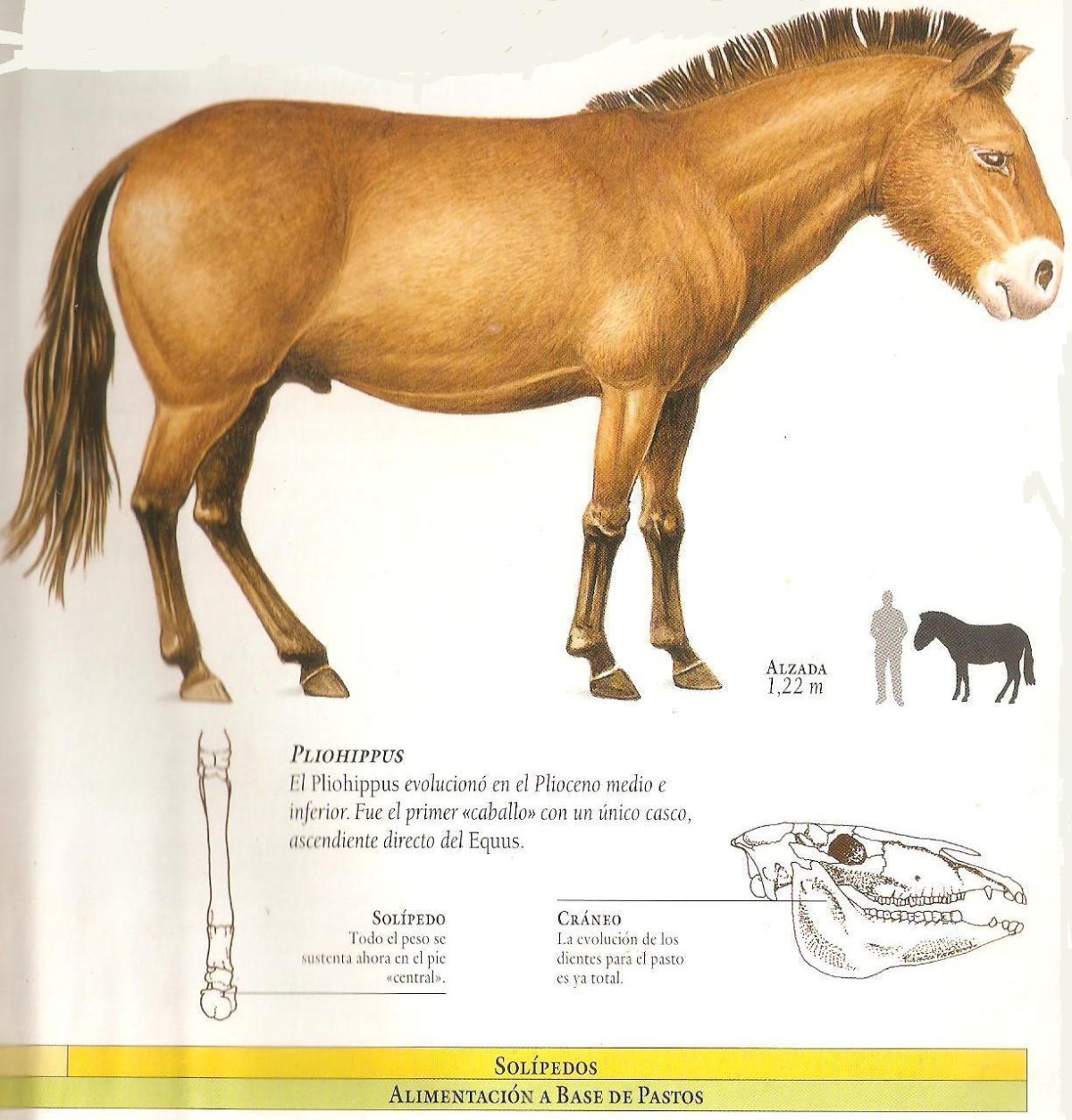 Эволюция лошади от Эогиппуса до домашней лошади