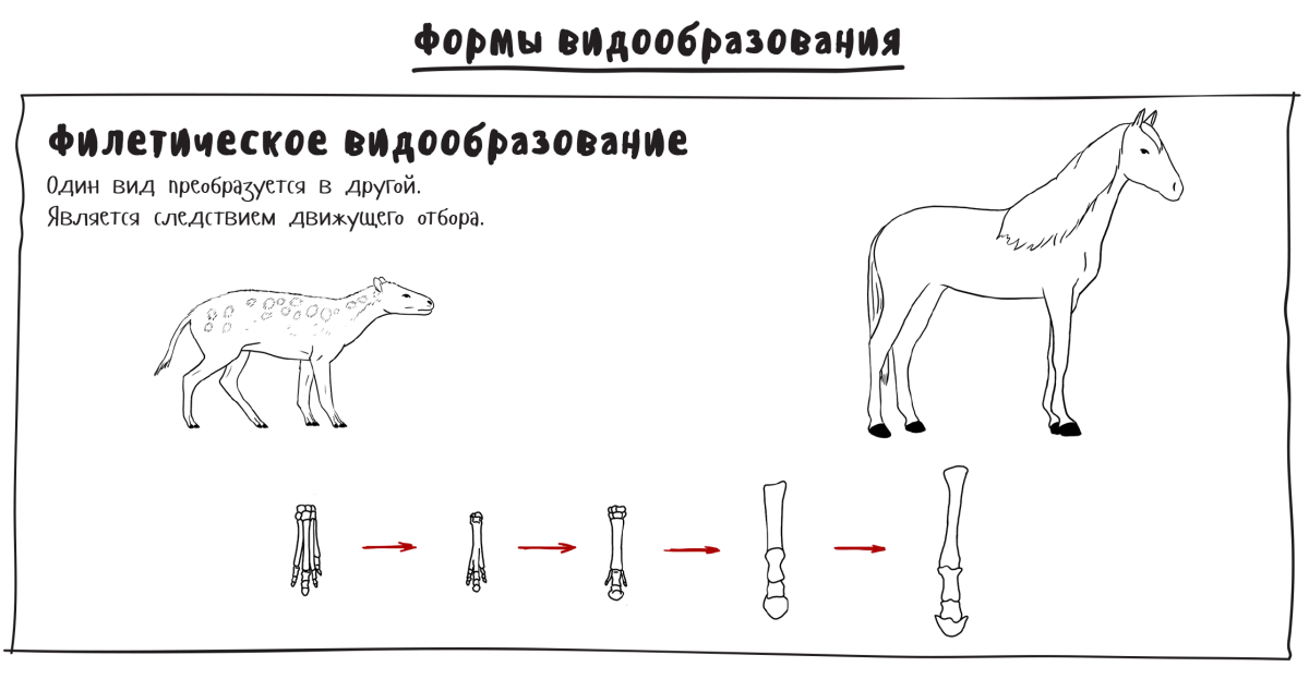 Окрасы лошадей