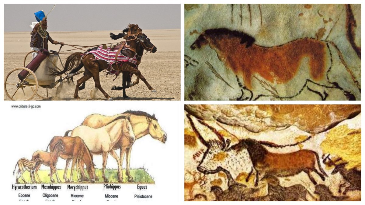 Породы лошадей для детей