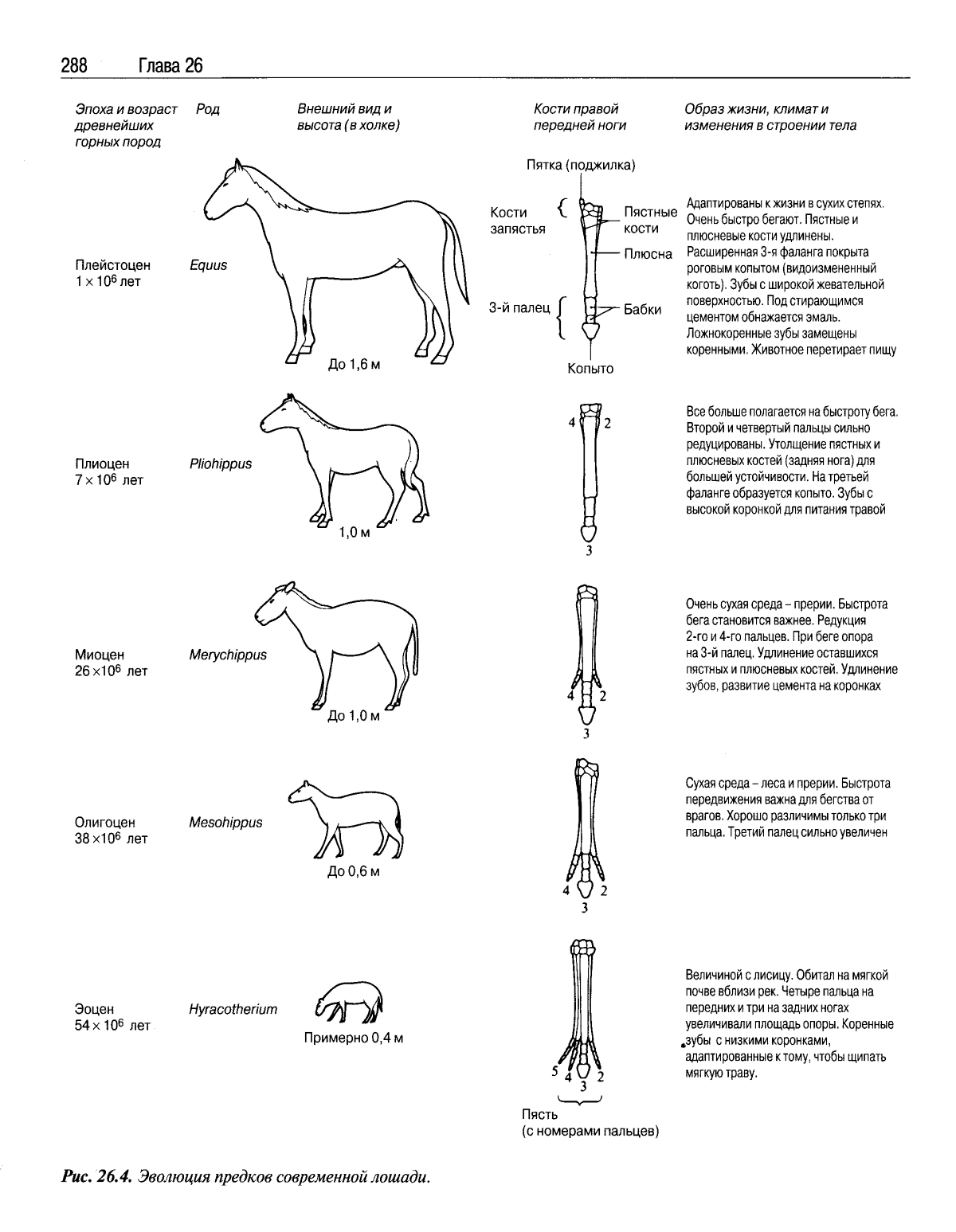 Эволюция от лошади к машине
