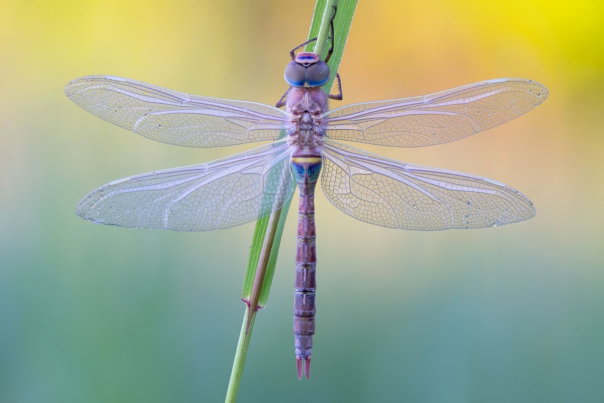 Сиреневая Стрекоза