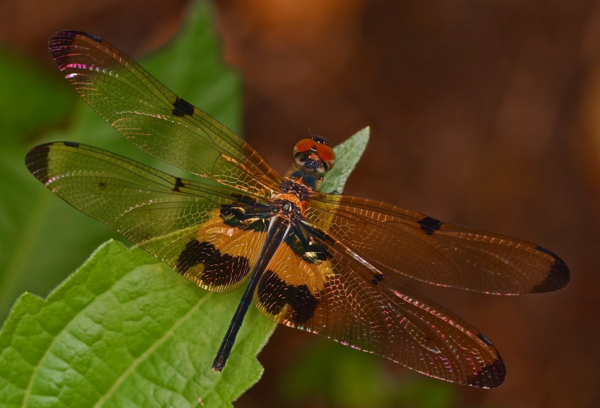 Стрекоза двухцветная (Leucorrhinia pectoralis