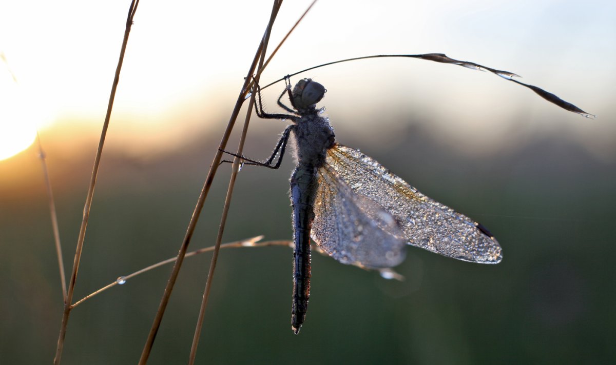 Необычные Стрекозы