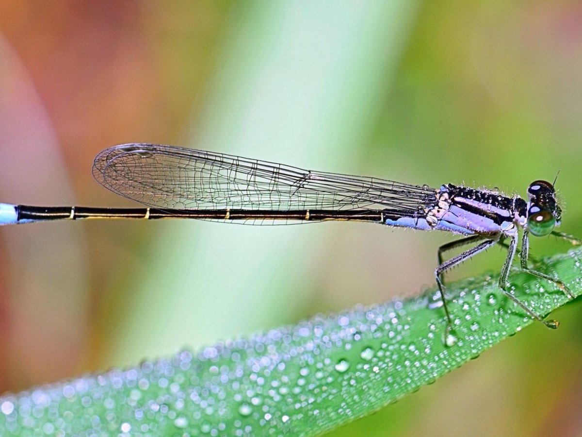 Стрекозы Якутии