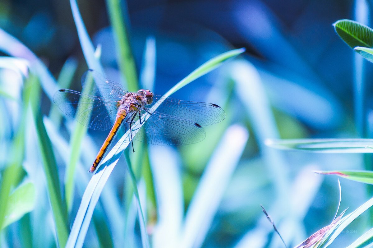 Голубая Стрекоза пришвин