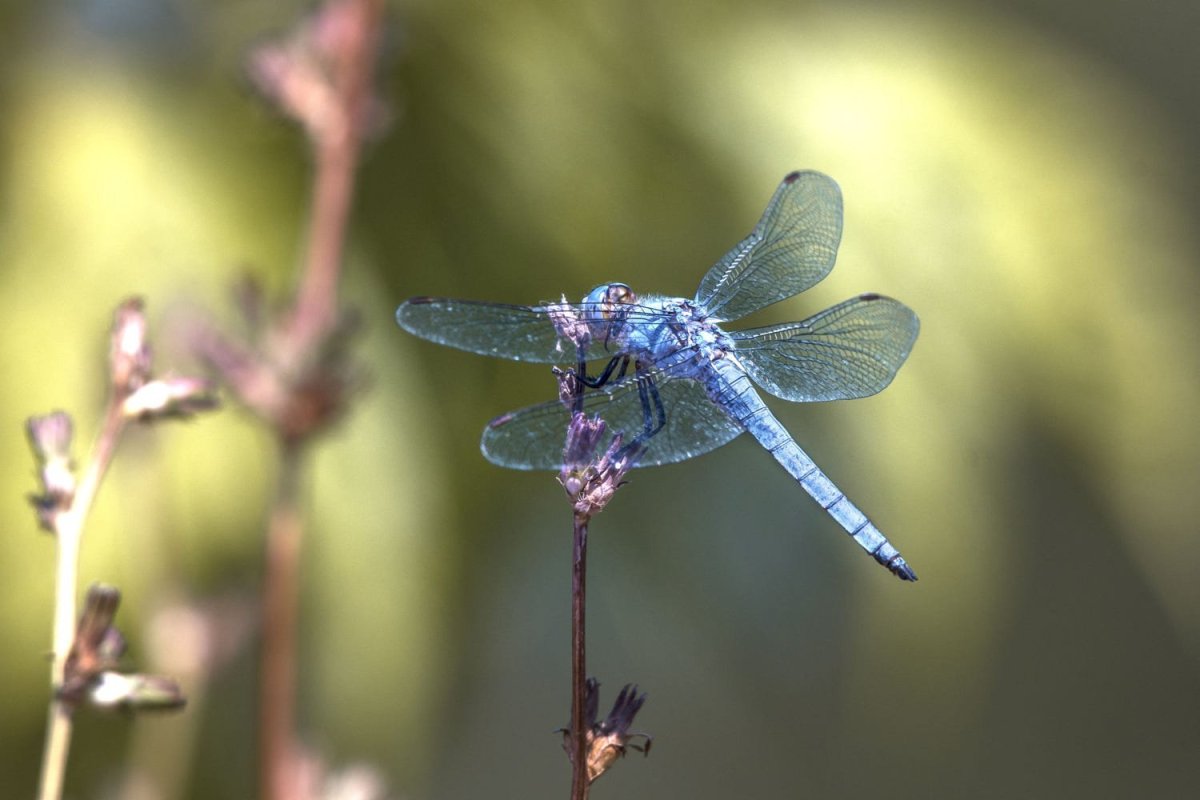 Геншин Стрекозы