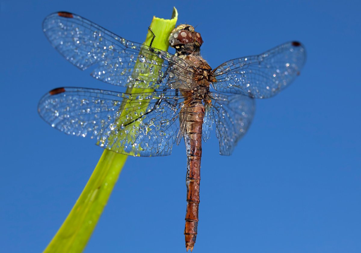 Голубая Стрекоза пришвин