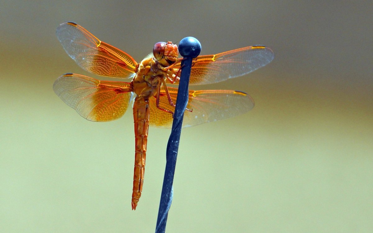 Очень красивая Стрекоза