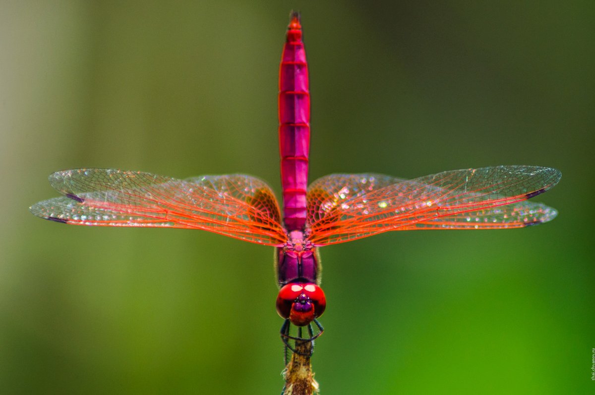 Королевская Стрекоза