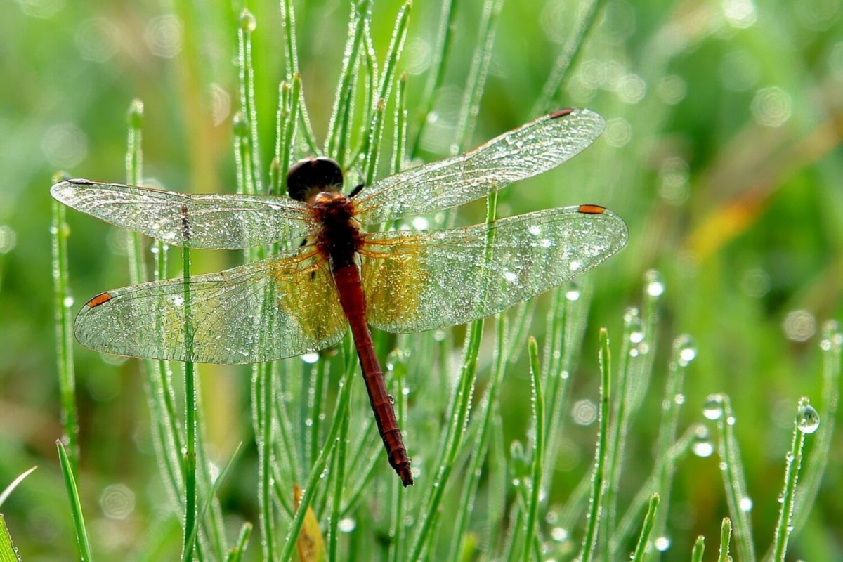 Насекомые Луга Стрекоза