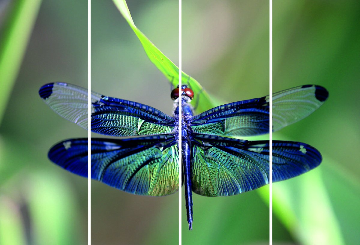 Стрекоза Радужница