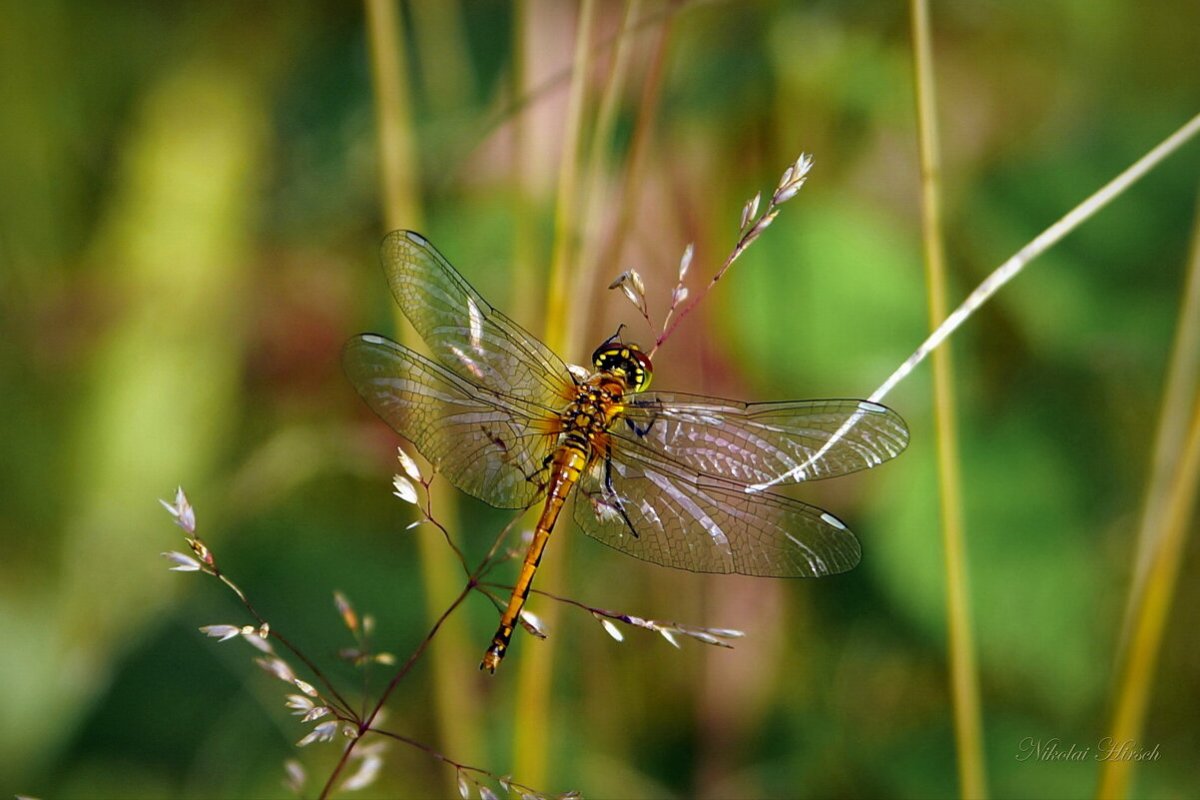 Огасаварская Стрекоза