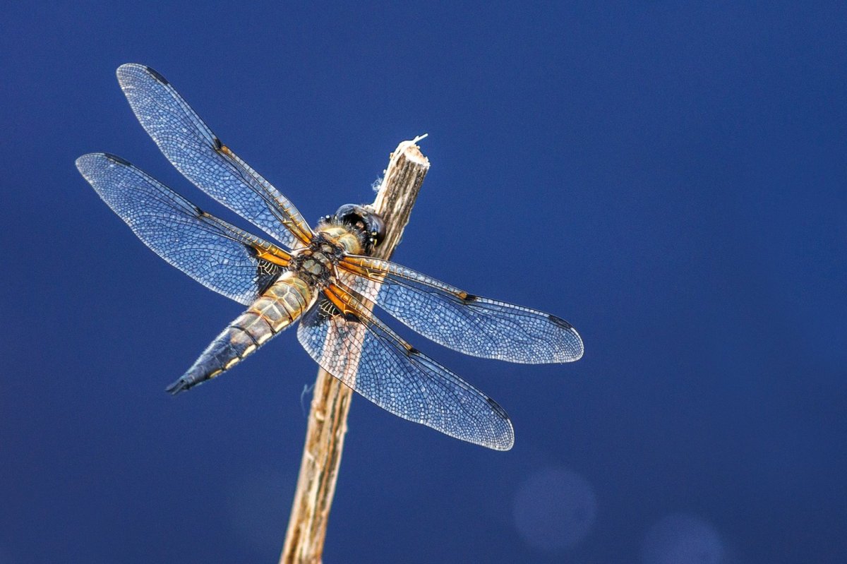 Стрекоза Пьемонтская