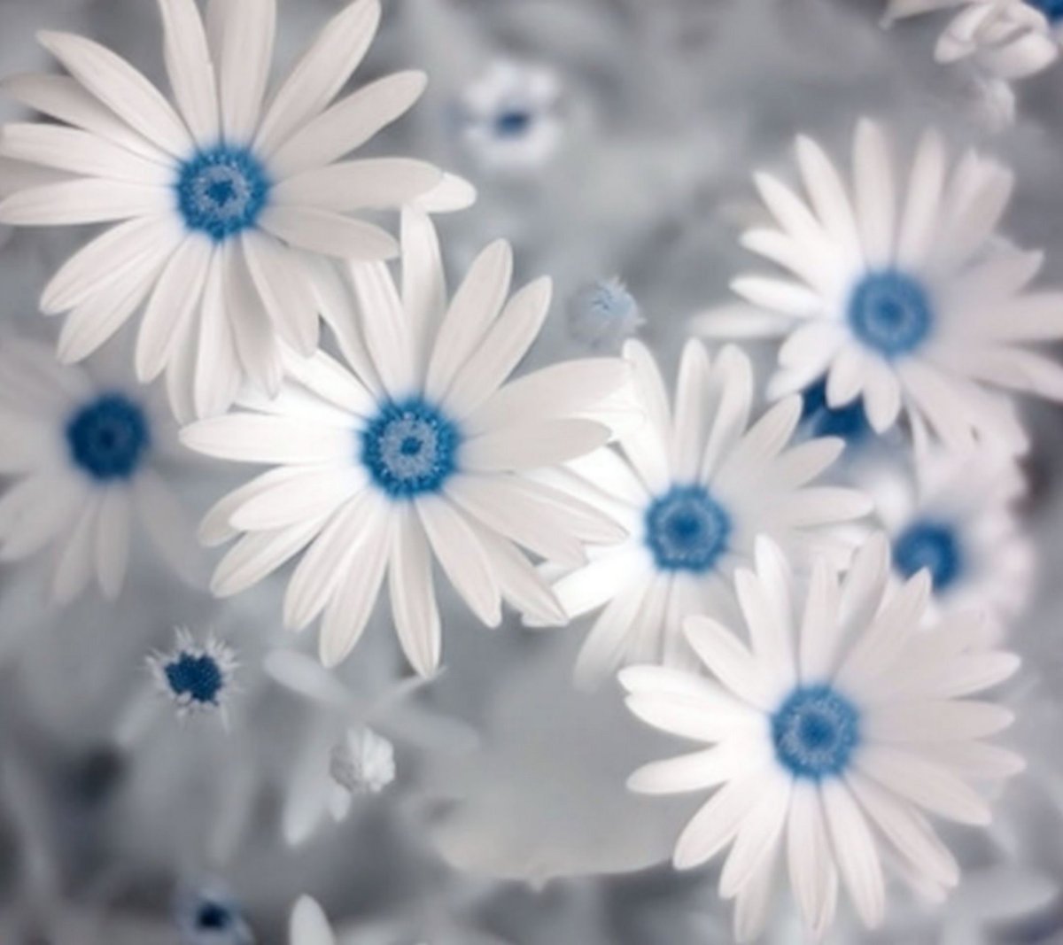 Бело голубые цветы