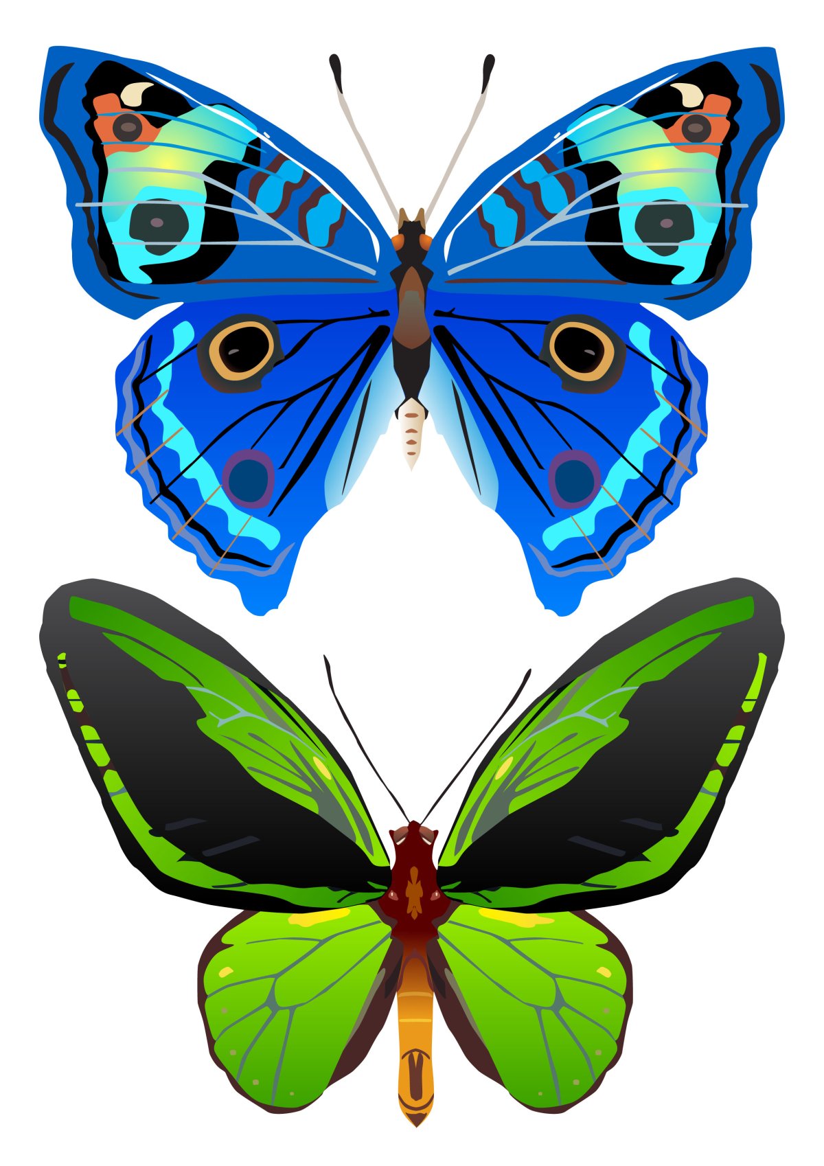Бабочки картинки