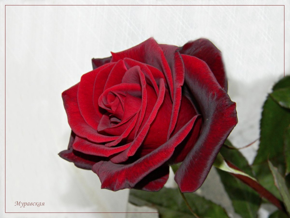 Доброе утро с розами и пожеланиями