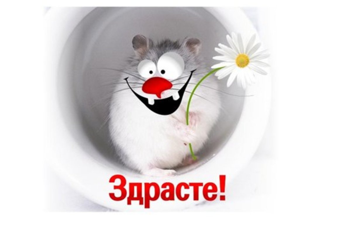 Приветик Ежик