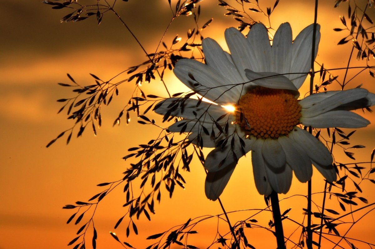 Ромашки на закате