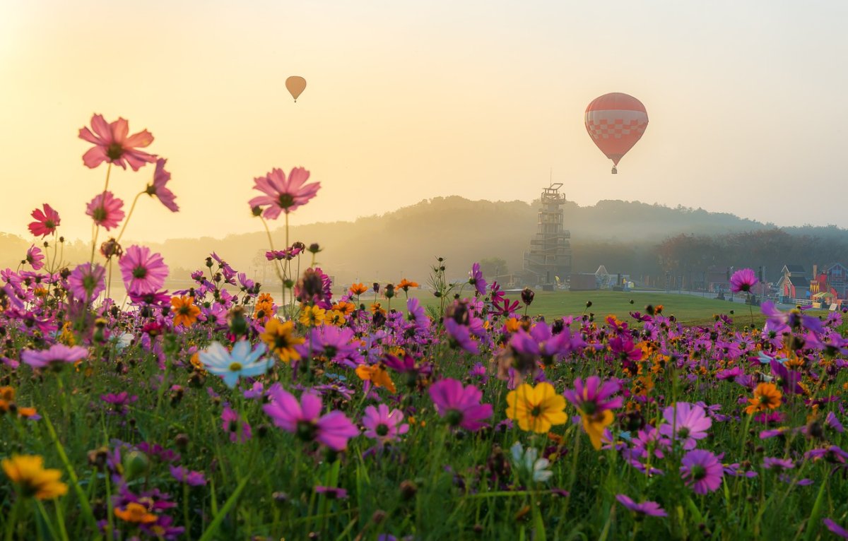 Осенние цветы в Солнечном свете