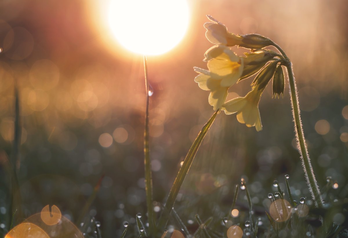 Весна солнце цветы