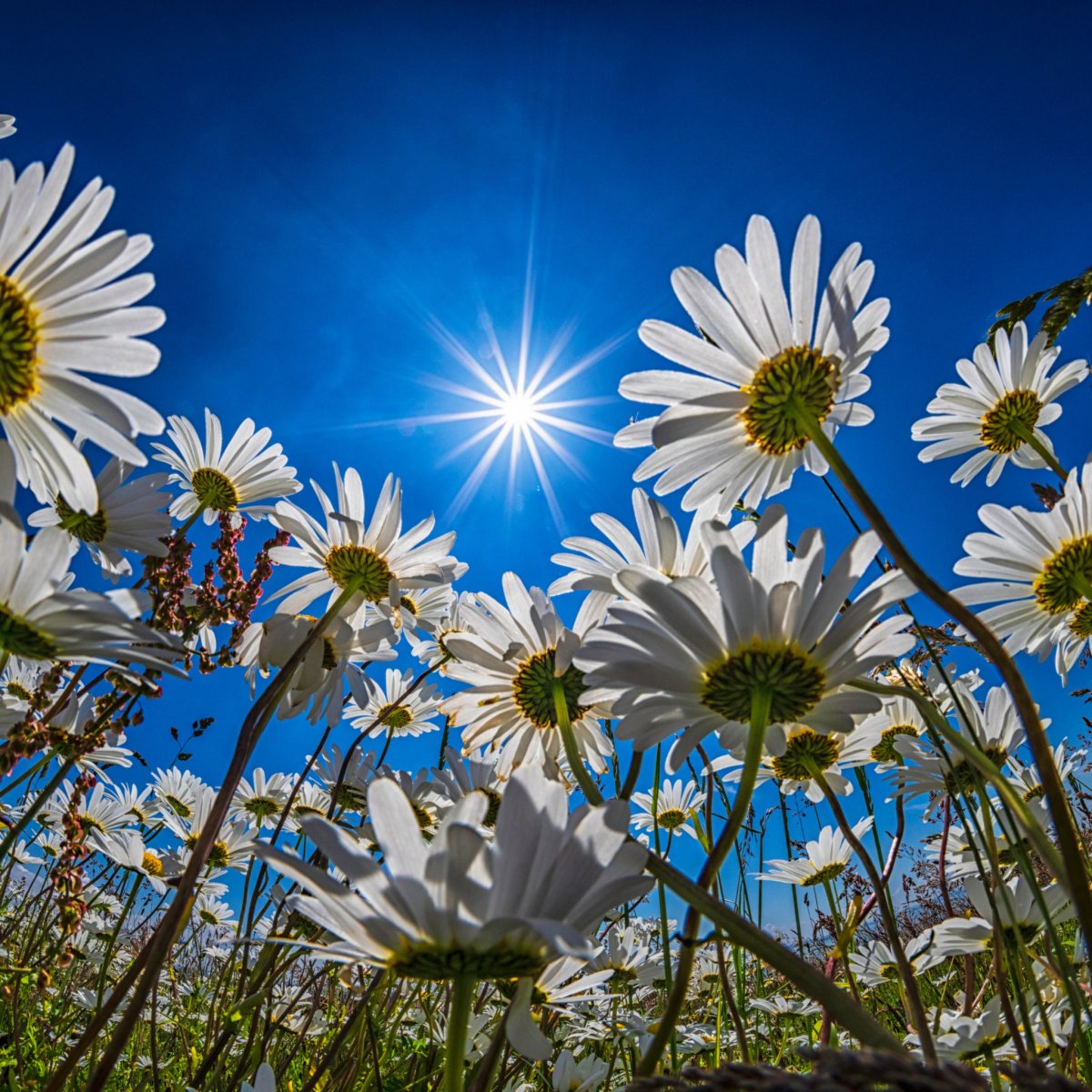Ромашки утро солнце