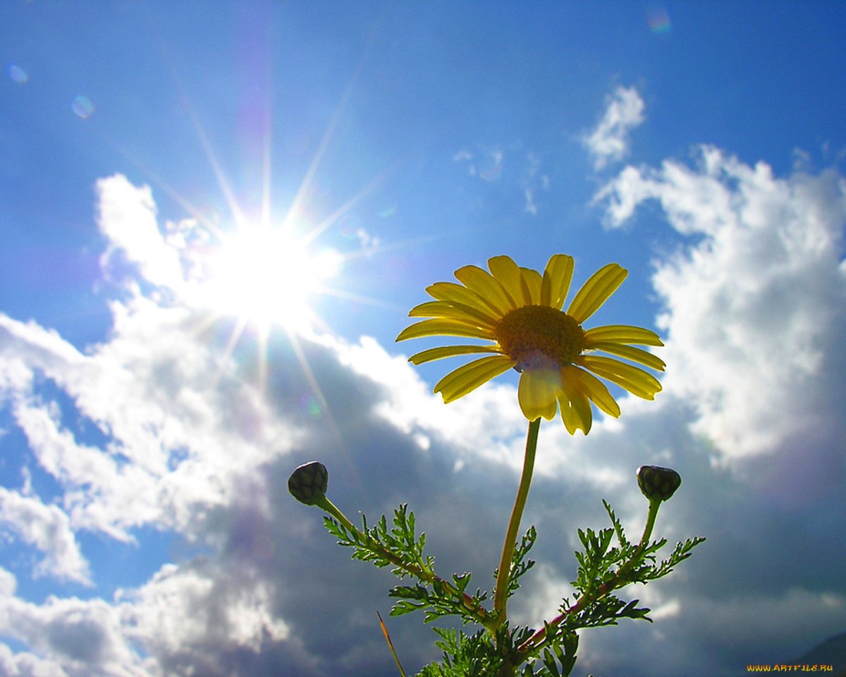 Утро солнце