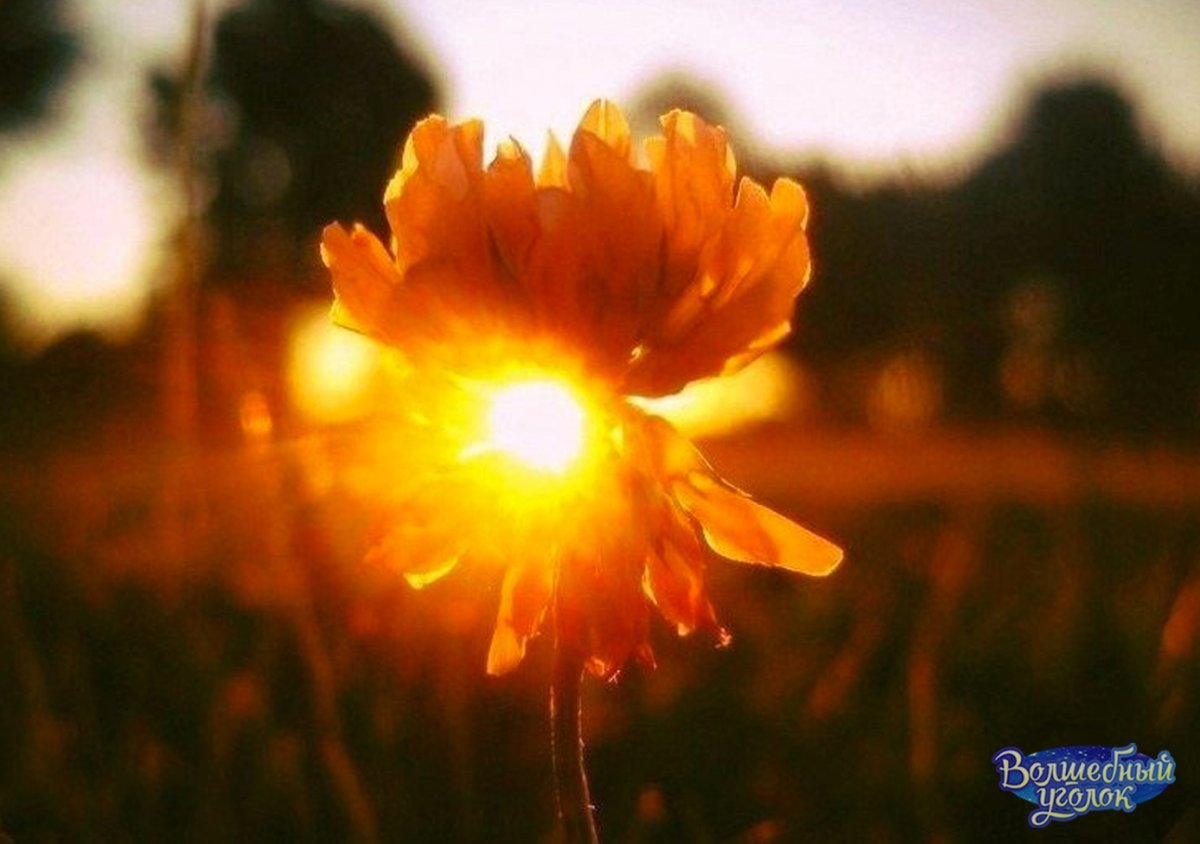 Подсолнухи на закате