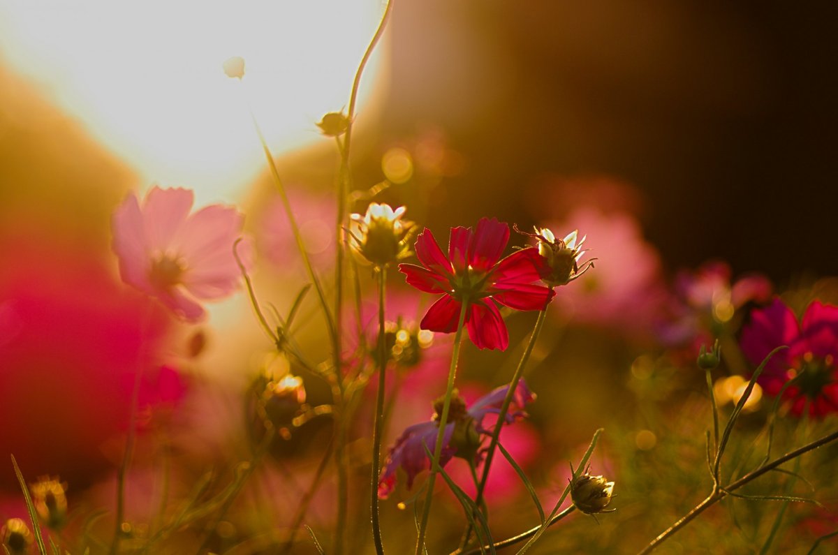 Flowers Sunshine background