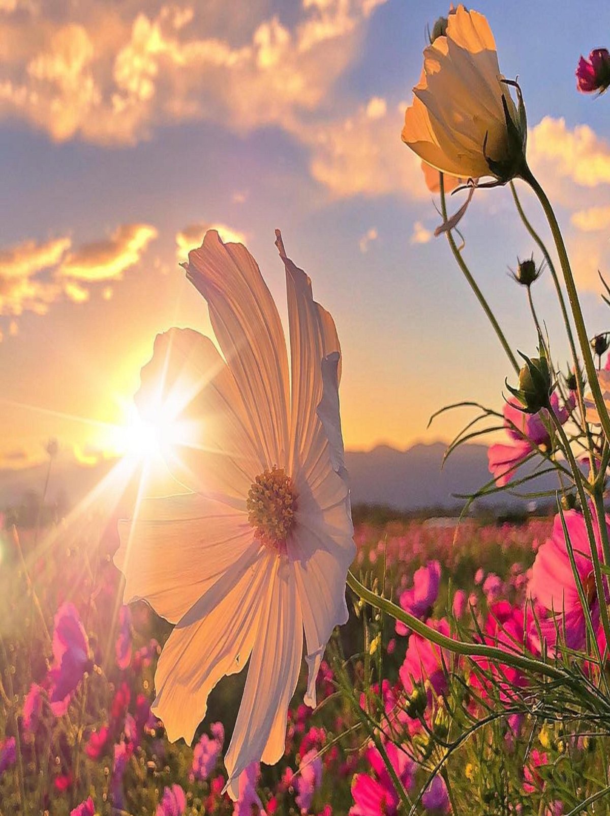 Небо с полем желтых подсолнухов