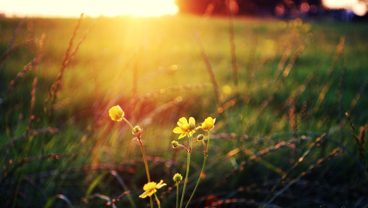 Цветы и солнце