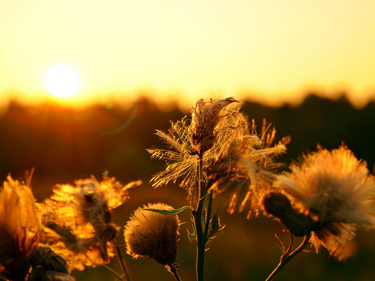 Цветы в лучах солнца