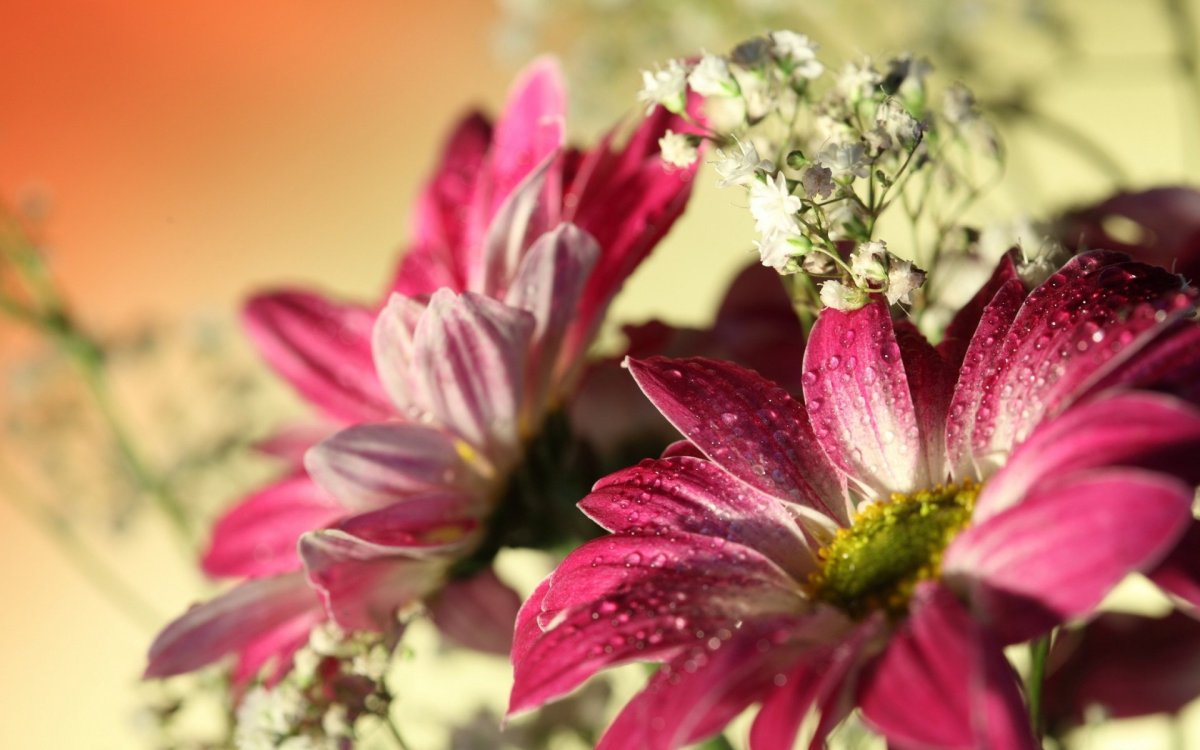 Обои на рабочий стол цветы