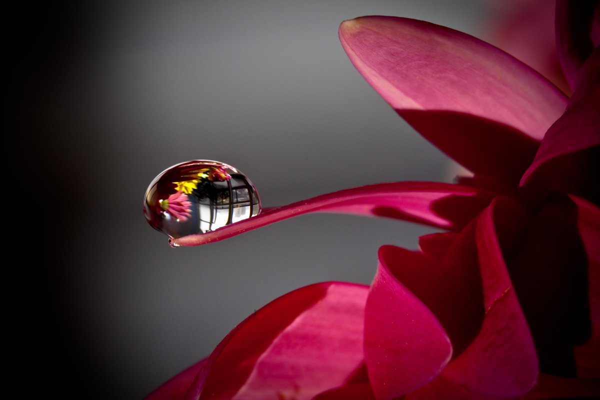 Цветы макро