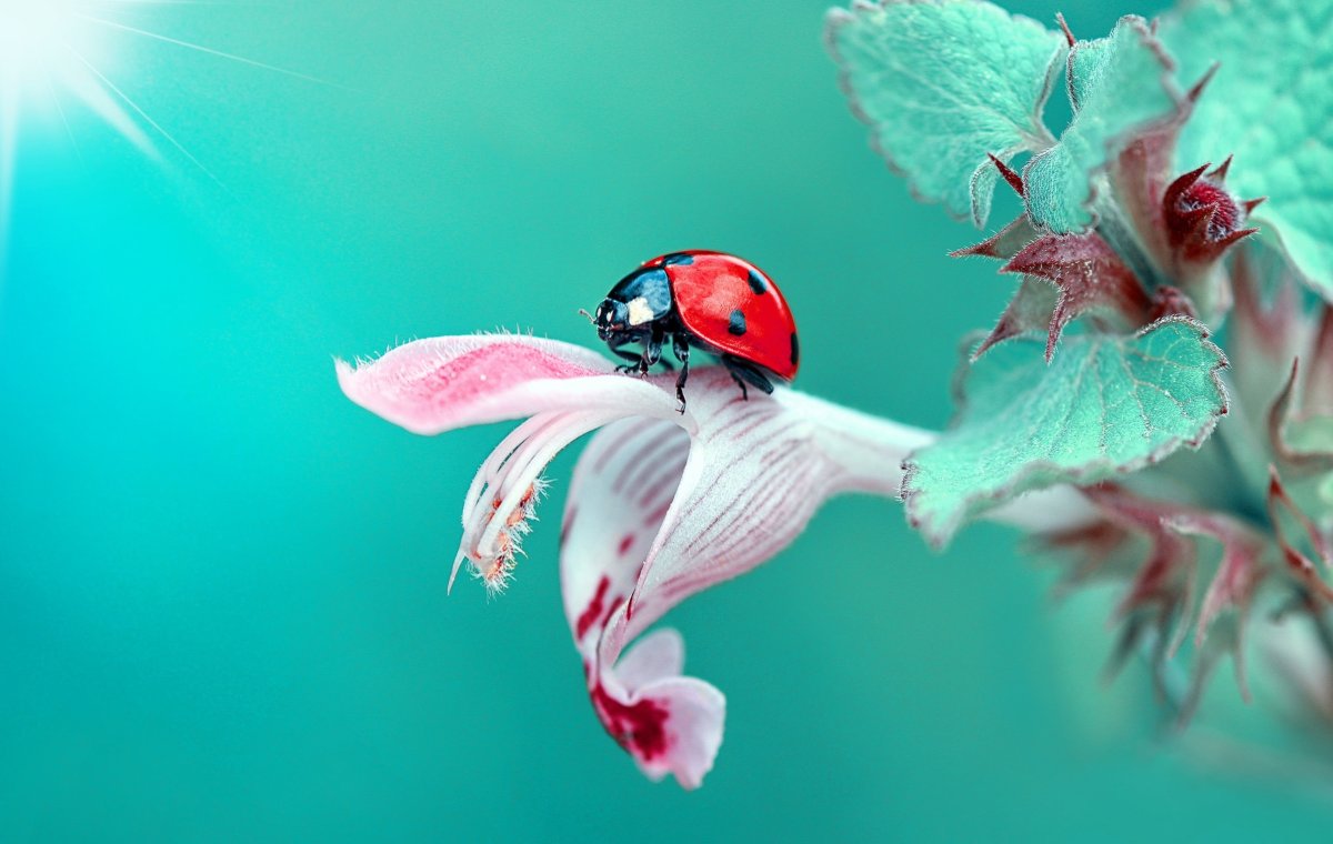 Заставка на компьютер лето