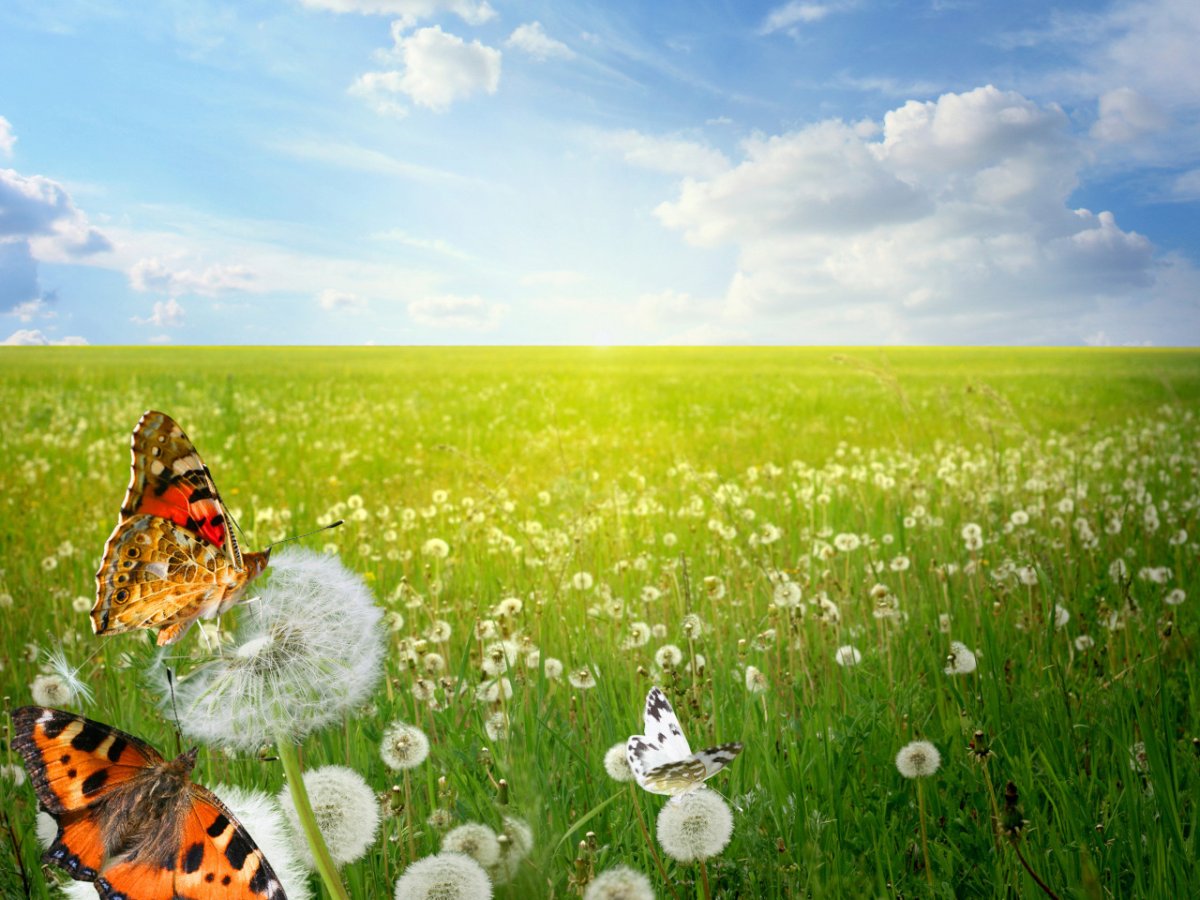 Луг с цветами и бабочками