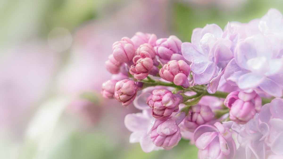 Фон пастельные тона