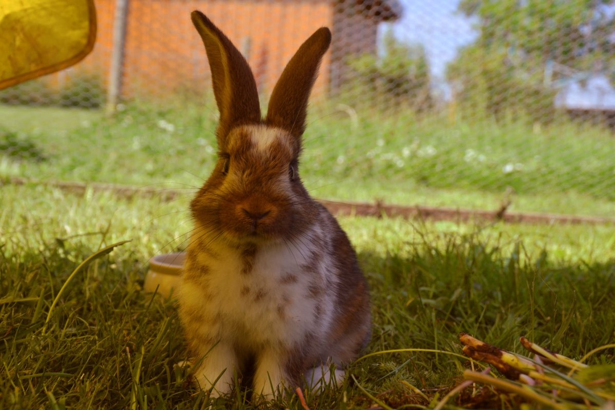 Кролик Альба