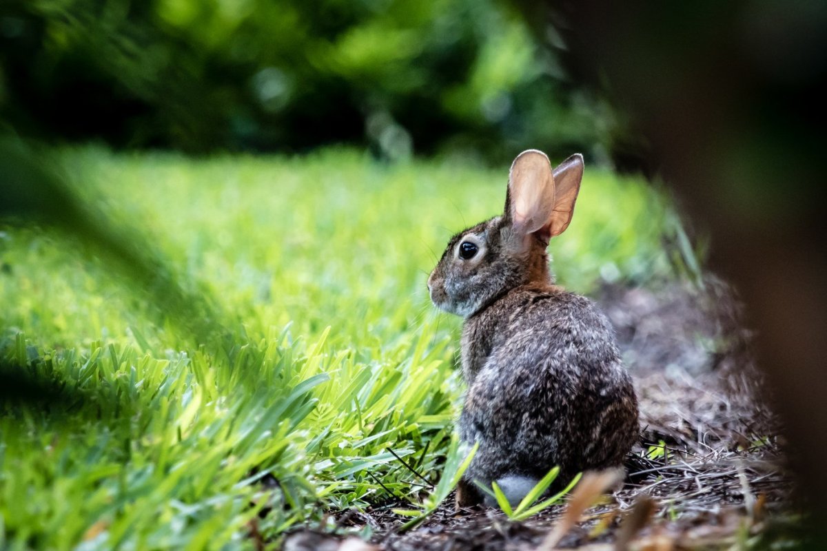 Зайчик серенький