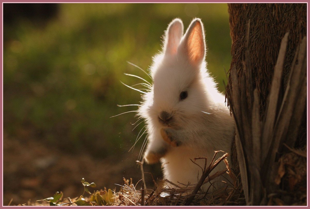 Кролик спрятался