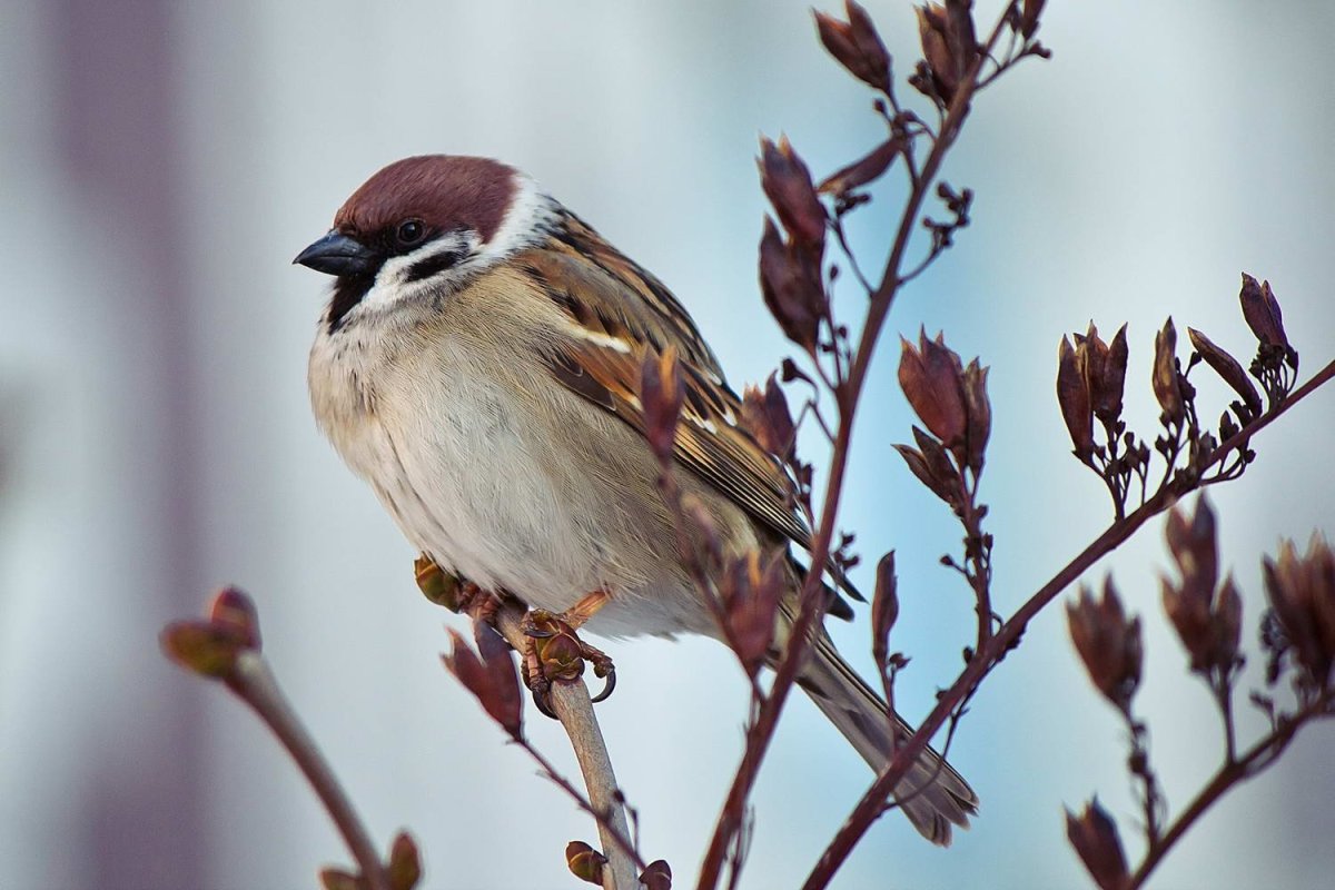 Птица Воробей